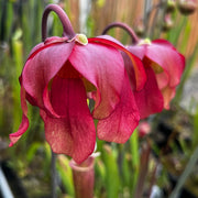 Sarracenia 'Ellie Wang'