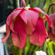 Sarracenia 'Ellie Wang'
