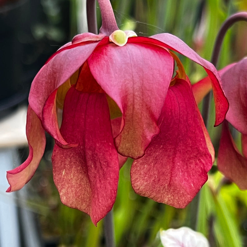 Sarracenia 'Ellie Wang'