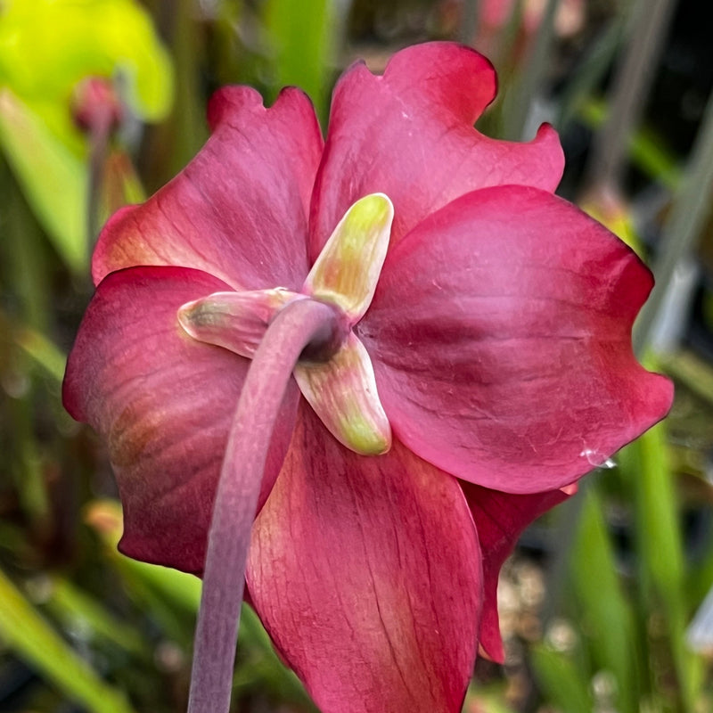 Sarracenia 'Ellie Wang'