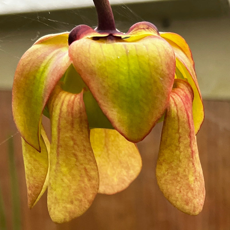 Sarracenia × moorei 'Elizabeth Aydon'