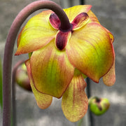Sarracenia × moorei 'Elizabeth Aydon'