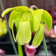 Sarracenia leucophylla 'Pink Panther'