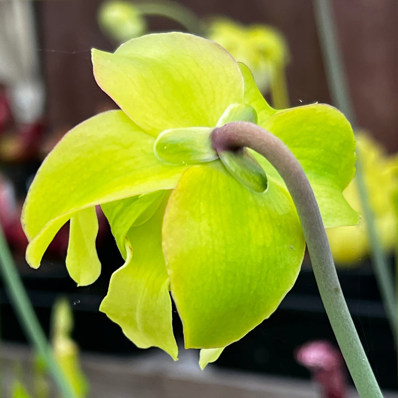 Sarracenia leucophylla 'Pink Panther'