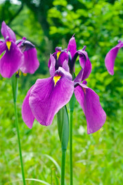 iris ensata iris kaempferi marginal pond plants bp049