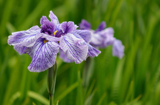 iris ensata activity marginal pond plants bp051