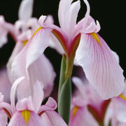 iris ensata darling bp053