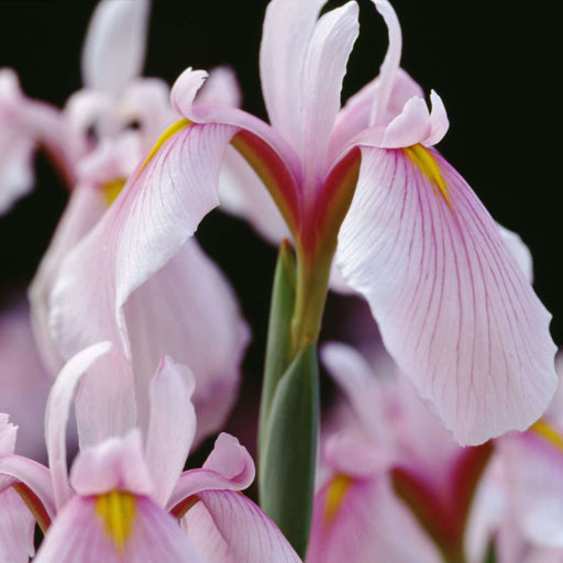 Iris ensata 'Darling'