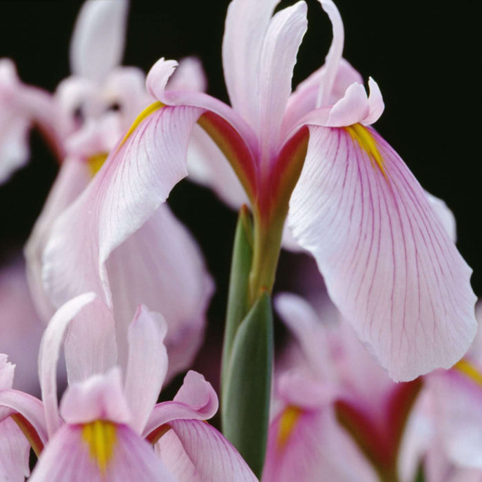 Iris ensata 'Darling'