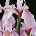 Iris ensata 'Darling'