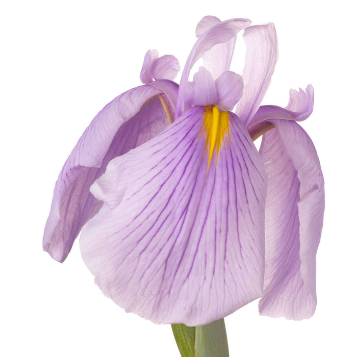 Iris ensata 'Darling'
