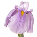 Iris ensata 'Darling'