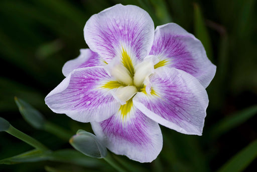 iris ensata dinner plate cupcake marginal pond plants bp110a