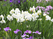 iris ensata dramatic moment marginal pond plants bp054