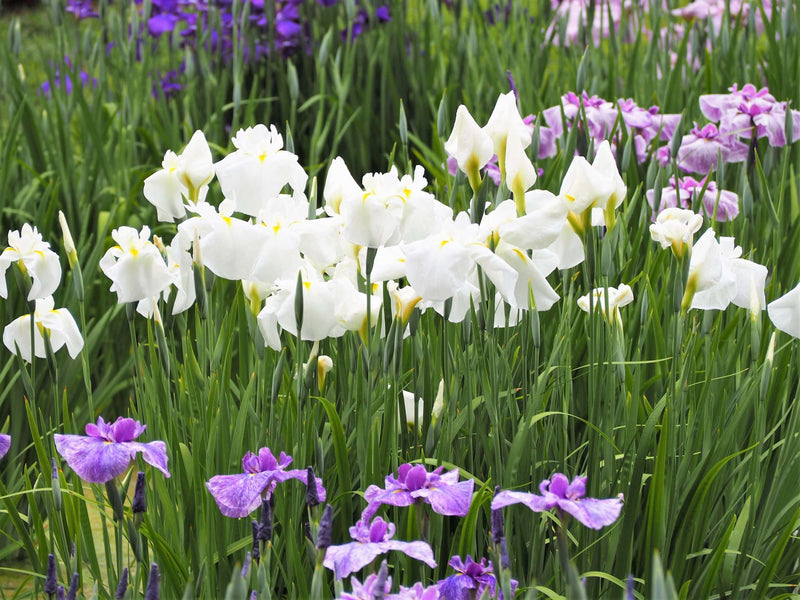 iris ensata dramatic moment marginal pond plants bp054