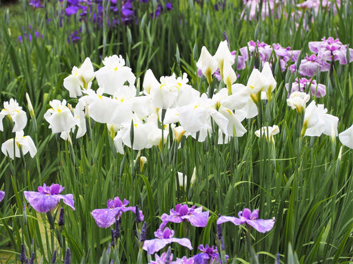iris ensata dramatic moment marginal pond plants bp054