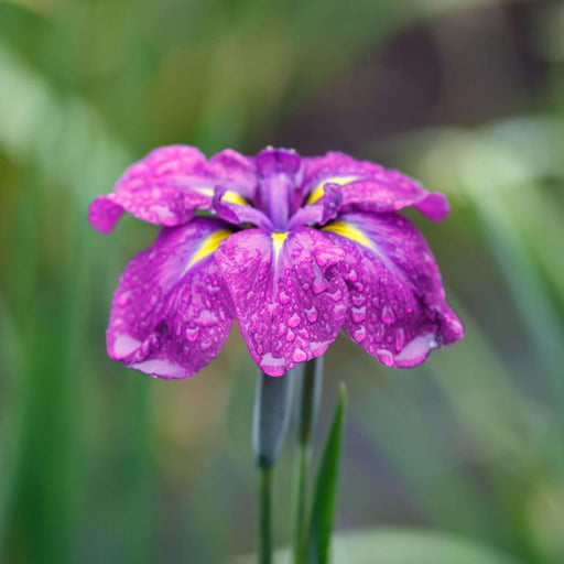 iris ensata eileens dream marginal pond plants bp055