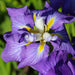Iris ensata 'Electric Rays'