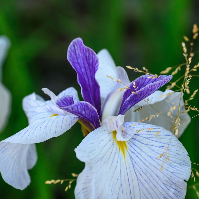 Iris ensata 'Fortune'
