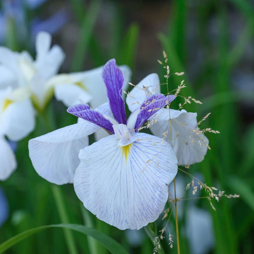 Iris ensata 'Fortune'
