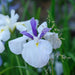 Iris ensata 'Fortune'