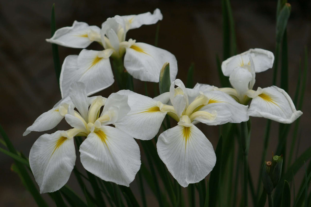 Iris ensata 'Gold Bound'
