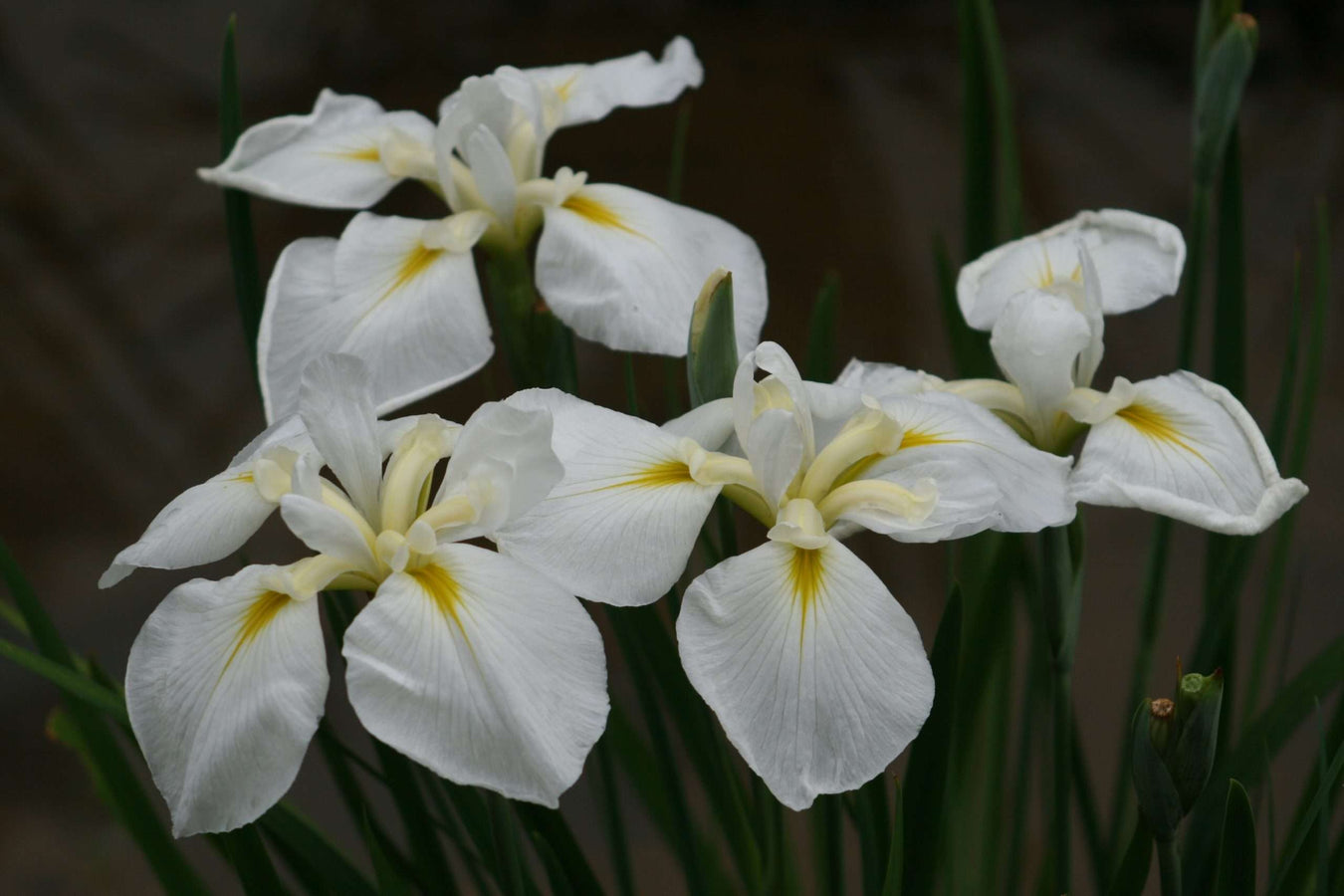 Bog Plants