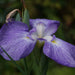 Iris ensata 'Gracieuse'