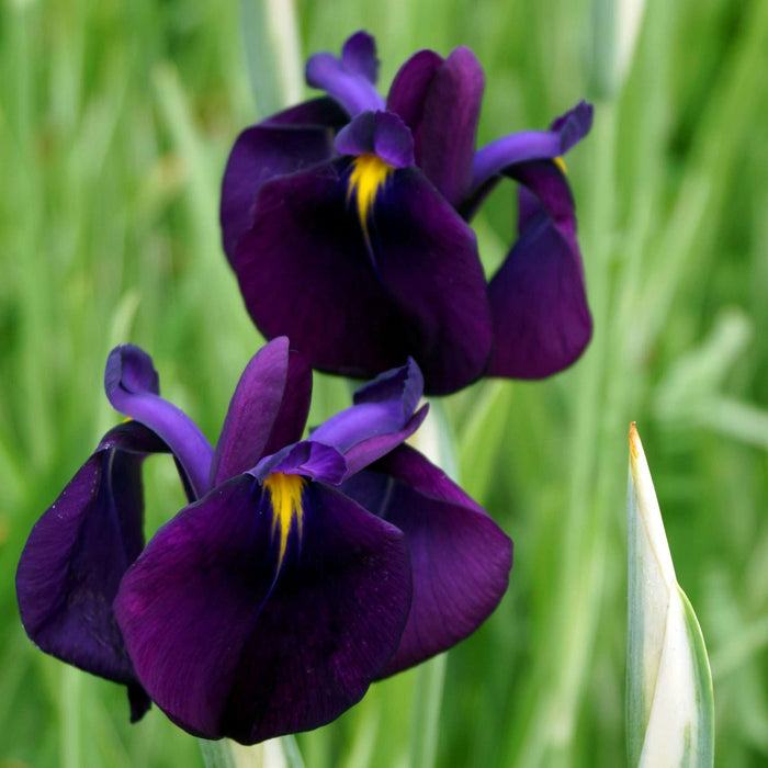 Iris ensata 'Variegata'