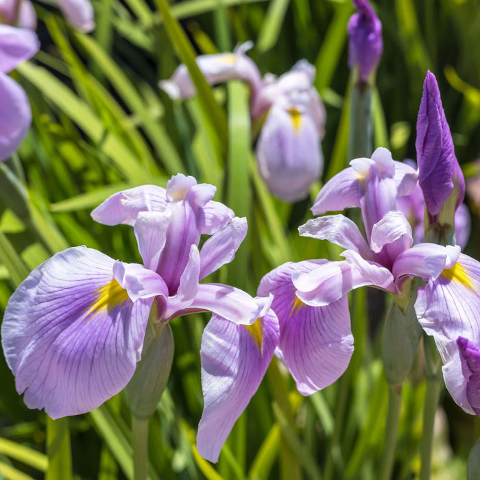 Iris laevigata 'Rose Queen'
