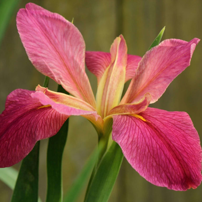 Iris louisiana 'Andy Dandy'