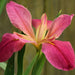 Iris louisiana 'Andy Dandy'