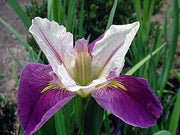 iris louisiana colorific marginal pond plants mp053