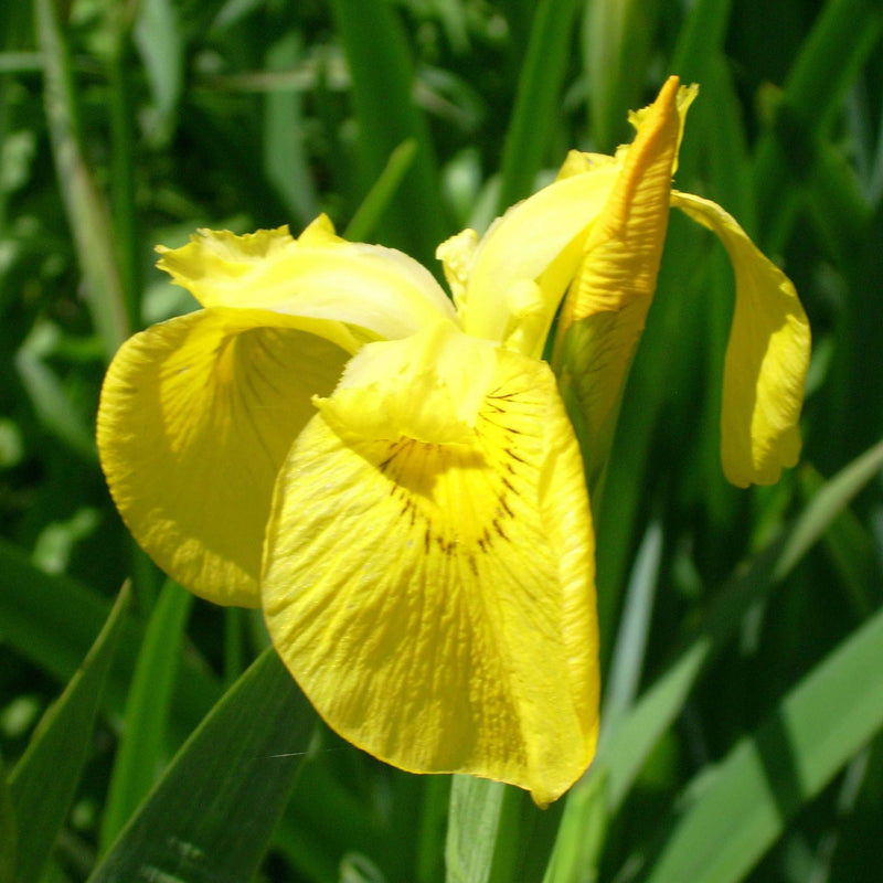 yellow flag iris iiris pseudacorus mp057