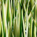 Iris pseudacorus 'Variegata'