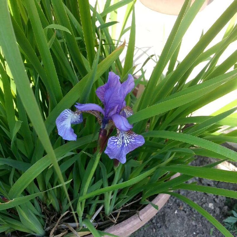 iris setosa baby blue bp328