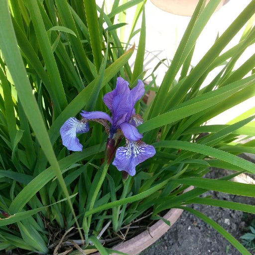 Iris setosa 'Baby Blue'
