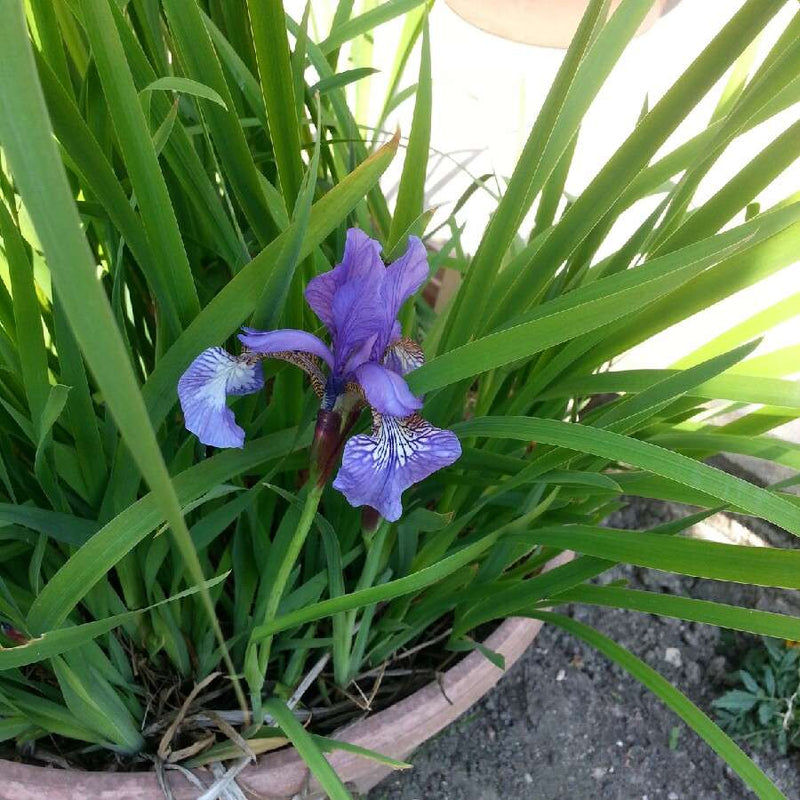 iris setosa marginal pond plants bp067