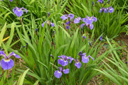 iris setosa marginal pond plants bp067