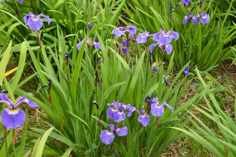 iris setosa marginal pond plants bp067
