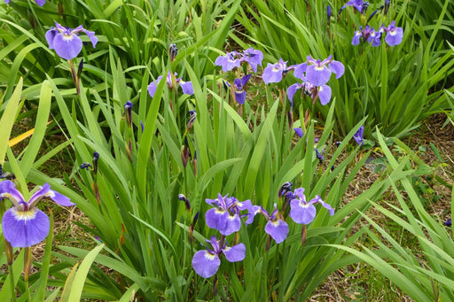 iris setosa marginal pond plants bp067