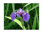 iris setosa marginal pond plants bp067