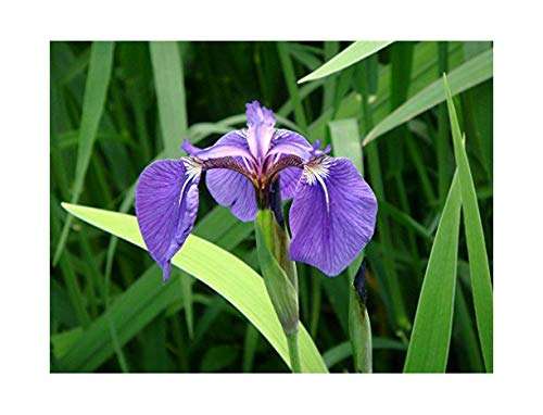 iris setosa marginal pond plants bp067