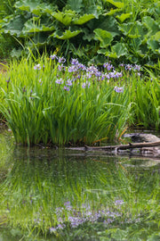 iris versicolor gerald darby marginal pond plants mp062