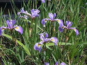 iris versicolor gerald darby marginal pond plants mp062