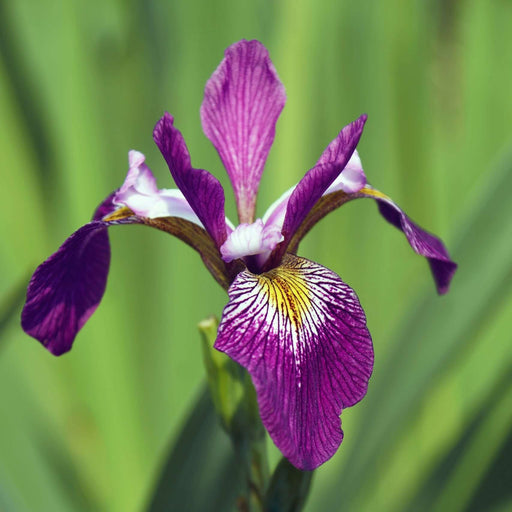 iris versicolor kermesina marginal pond plants mp063