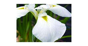 iris ensata dramatic moment marginal pond plants bp054