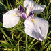 Iris ensata 'Fortune'