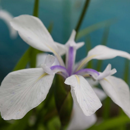 iris laevigata snowdrift marginal pond plants mp049