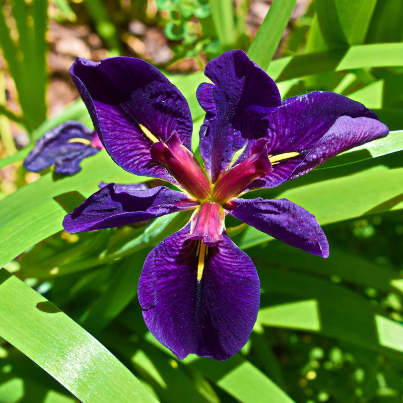 iris louisiana black gamecock mp052